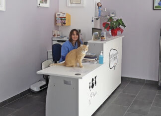 ¿Qué cuidados debemos tener cuando nuestra mascota está en edad avanzada?, por Clínica Veterinaria AnaVet