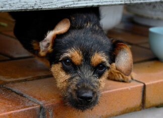 Grijota da el paso: control de las mascotas para garantizar la tranquilidad, seguridad y salubridad ciudadana