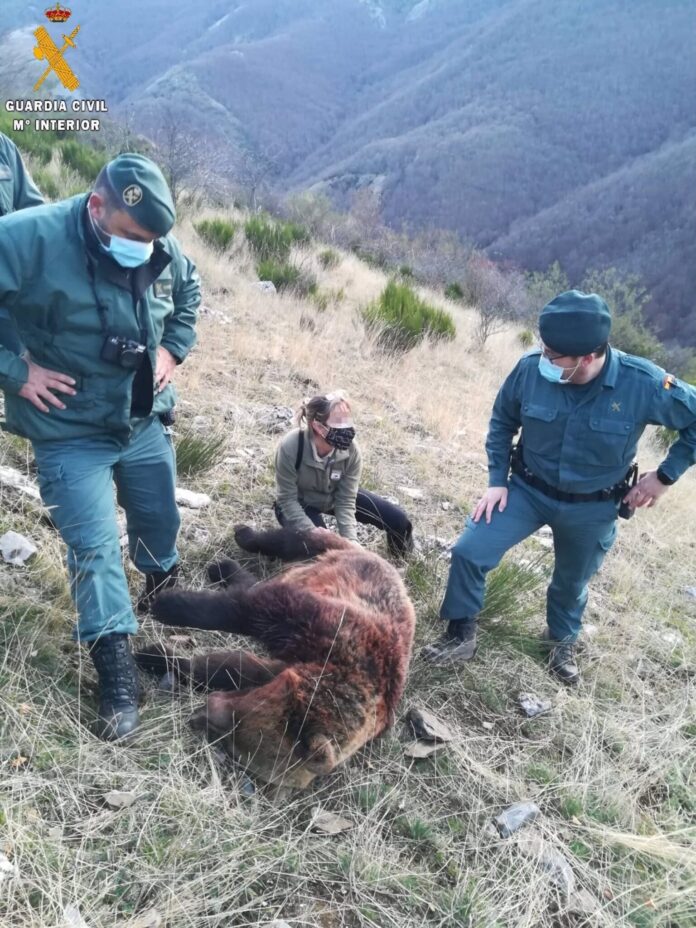 Sucesos.- Investigan a un hombre por la muerte de un ejemplar hembra de oso pardo en Fuentes Carrionas en Palencia Sucesos.- Investigan a un hombre por la muerte de un ejemplar hembra de oso pardo en Fuentes Carrionas en Palencia