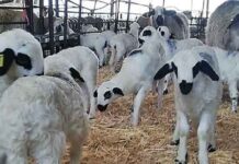 Oveja Churra Lechazo Asaja Palencia