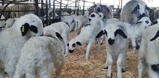 Oveja Churra Lechazo Asaja Palencia