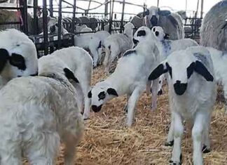 Oveja Churra Lechazo Asaja Palencia