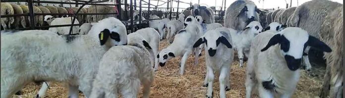 Oveja Churra Lechazo Asaja Palencia