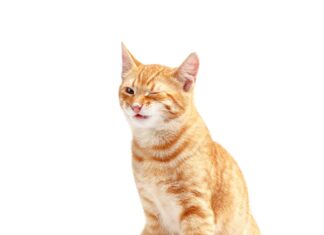 Por qué marcan los gatos y cómo evitar su marcaje