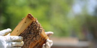 Abejas. Montaña Palentina, Apicultores