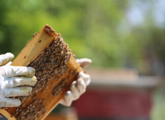 Abejas. Montaña Palentina, Apicultores
