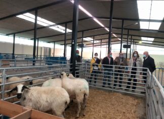 La Diputación palentina continúa su compromiso con los ganaderos de ovino de raza churra