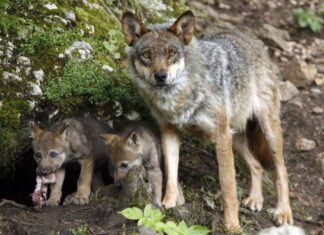 Bruselas plantea rebajar la protección del lobo y pasa de ser “estrictamente protegido” a “protegido”