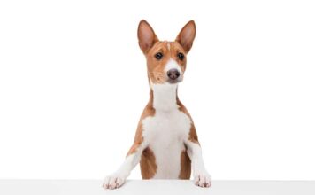 Los problemas de la procesionaria en nuestros peludos, por Clínica Veterinaria AnaVet