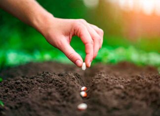CyL renaturalizará los patios de sus centros educativos y fomentará su uso didáctico huerto urbano Vamos Palencia