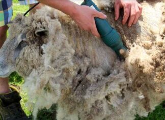 ¿Buscas empleo? Dedícate al esquileo Esquilar oveja