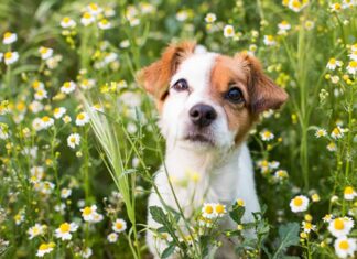 Peligros de la primavera, por Cielo Animal Ley de bienestar animal
