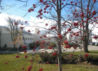 Universidad: estudiar en Palencia. UVa Palencia Campus de La Yutera de Palencia.
