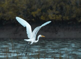 La biodiversidad prospera en la depuradora de Palencia