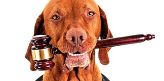 Ley de bienestar animal