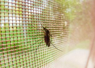 Ocho municipios palentinos repelerán a los mosquitos con la ayuda de la Diputación mosquito
