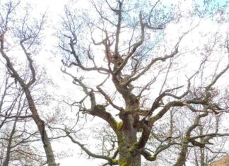 Conoce la Ruta del Roblón de El Monasterio en Velilla del Río Carrión