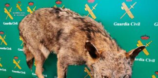 La Guardia Civil investiga a tres personas por varios delitos de caza sobre el lobo ibérico
