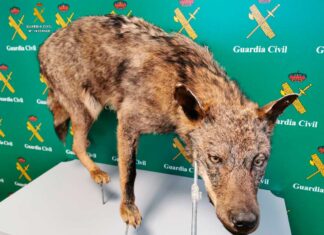 La Guardia Civil investiga a tres personas por varios delitos de caza sobre el lobo ibérico