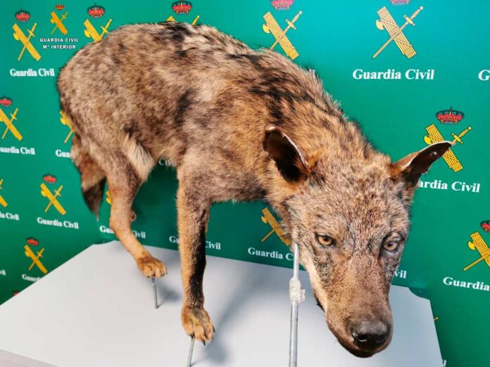 La Guardia Civil investiga a tres personas por varios delitos de caza sobre el lobo ibérico