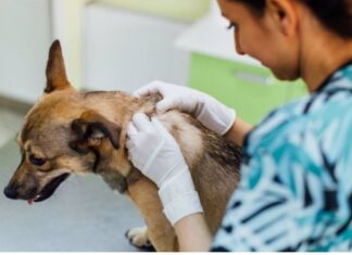 Mascotas llegadas de Ucrania: veterinarios palentinos reclaman “responsabilidad” a las administraciones