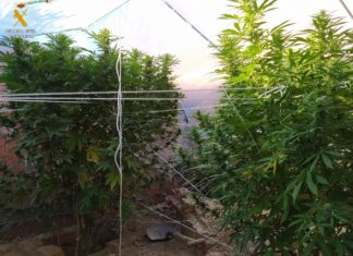 Investigan a un hombre en la comarca de Carrión por cultivar marihuana