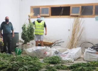 Investigado por cultivar marihuana tras sorprenderle dos guardias civiles fuera de servicio