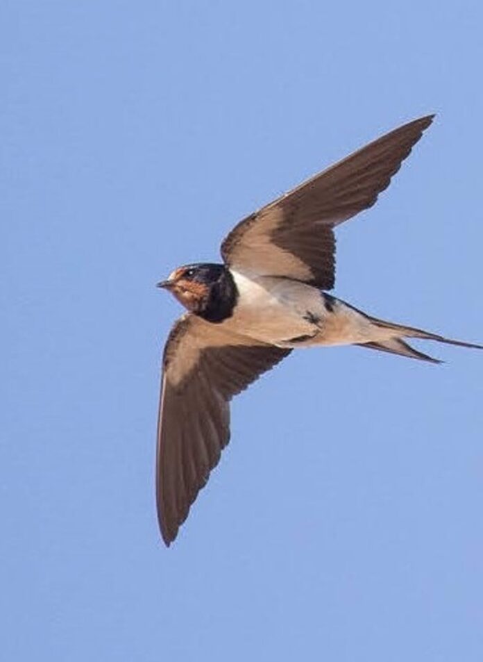 Golondrina, vencejo y avión común no pueden adaptarse a los rápidos efectos del cambio climático, según Ecologistas