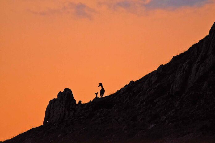 turismo-activo-berrea-3-(3) Foto: Gea Forestal Ecoturismo