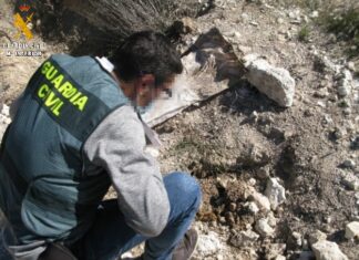 Investigados por sacrificar 22 mastines que se encontraban supuestamente sanos