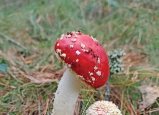 Seis asociaciones de la provincia reciben 8.000 euros para poner en valor la riqueza micológica de los bosques y contribuir a su conservación