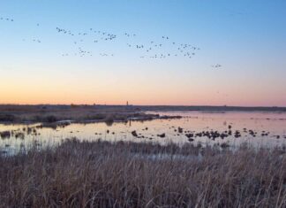 Cevico Navero quiere otra ‘Nava’ en el Cerrato