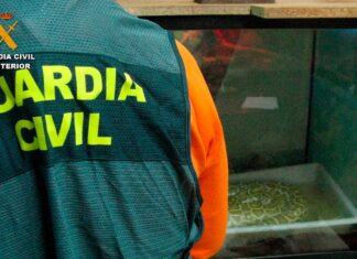Especies-protegidas-de-fauna-silvestre-intervenidas-en-Palencia-por-la-Guardia-Civil22