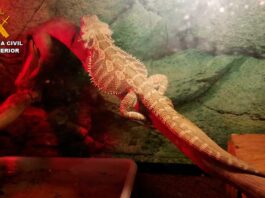 Especies-protegidas-de-fauna-silvestre-intervenidas-en-Palencia-por-la-Guardia-Civil22