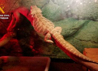 La Guardia Civil de Palencia investiga a dos jóvenes por posesión y tráfico de especies protegidas de fauna silvestre Especies-protegidas-de-fauna-silvestre-intervenidas-en-Palencia-por-la-Guardia-Civil22