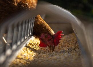 Notificado un foco de influenza aviar en una granja de gallinas ponedoras en Olmedo