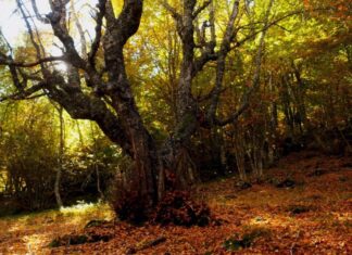 ‘El señor de los bosques’ de La 2 dedica el programa del domingo a Fuente Cobre