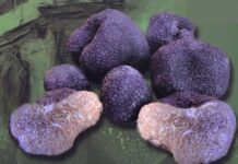 La campaña de trufa negra en Palencia será de récord