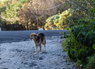 Aparece en Palencia un perro desaparecido hace días en Ampudia