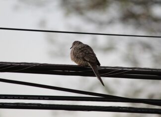 Ave pajaro tendido electrico