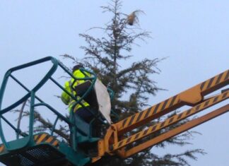 Grijota intensifica los trabajos para combatir la procesionaria