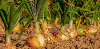 huerta-cebolla-cultivo-tierra-agricultura