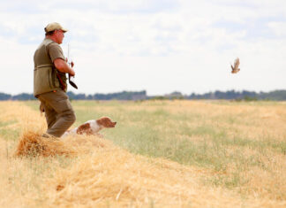 ¿Está en peligro de extinción la codorniz? La Junta se opone a esa decisión de La Moncloa Un cazador y su perro localizan una codorniz. / Leticia Pérez (ICAL)