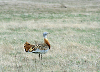 El canto de los pájaros se desvanece