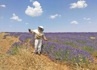 MIEL EL CAMINO: La miel de Carrión sigue sumando galardones a nivel internacional Miel El Camino (2)