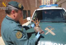 Ecologistas en Acción exige una multa de 5.000 euros y la retirada de la licencia por la caza ilegal de dos corzos en Hornillos de Cerrato corzo-guardia-civil