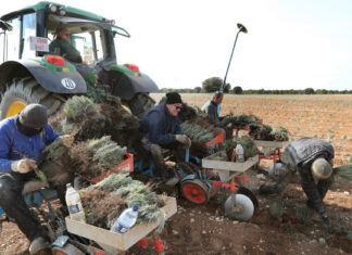 Plantación de lavandin en una finca de la provinica de Palencia
