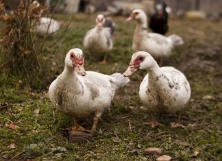 Pato Pekín sigue coleando 15 años después de su fallida granja en la Montaña