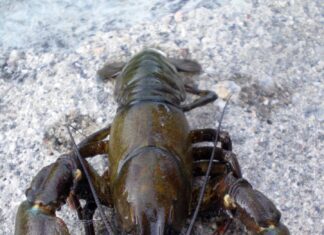 Medio Ambiente amplía el control del cangrejo rojo y del cangrejo señal en ocho nuevos tramos en Palencia cangrejo señal palencia