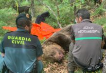 Ecologistas en Acción Palencia considera “poco ambiciosa” la sentencia contra un cazador que mató a una osa oso montaña palentina enfrentamiento